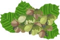 Pile of raw hazelnuts with green leaves